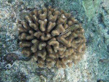 fish on a coral
