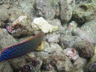 colorful wrasse with clownfish