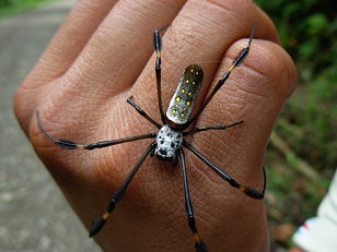 photo of a large spider