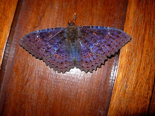 photo of purple moth facing a much smaller lightning beetle