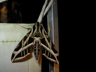 photo of sphynx moth